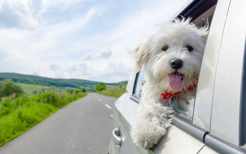 pet-friendly-bb